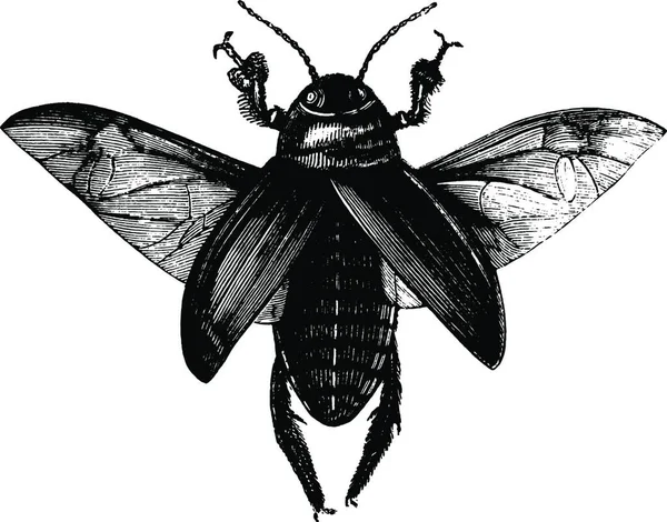 Cucaracha Ilustración Vectorial Vintage — Vector de stock