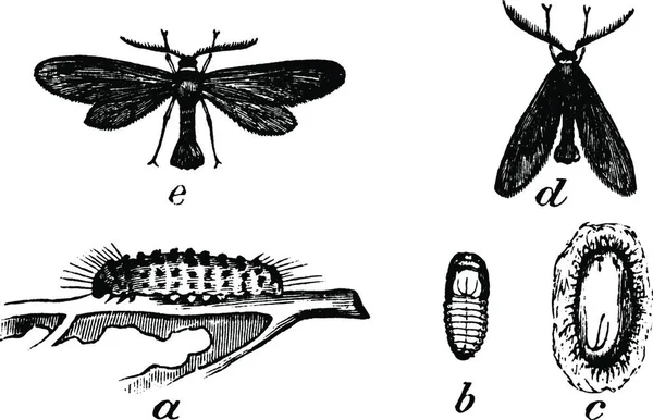 Acoloithus Ilustracja Wektora Rocznika — Wektor stockowy