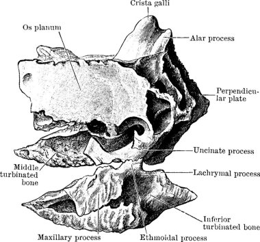 Etmoid, vintage vektör çizimi