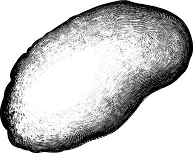 Dalak, oymalı basit vektör çizimi