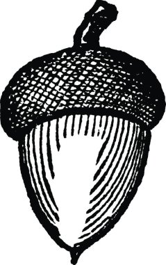 Meşe palamudu, basit vektör çizimi