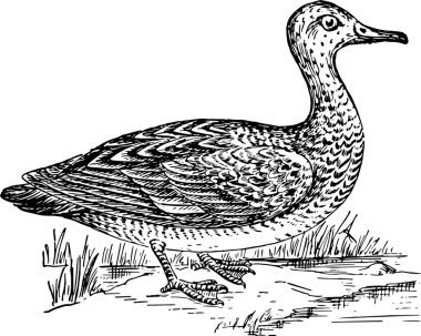 Gadwall, basit vektör illüstrasyonuName