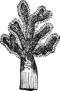 Alcyonium, basit vektör çizimi