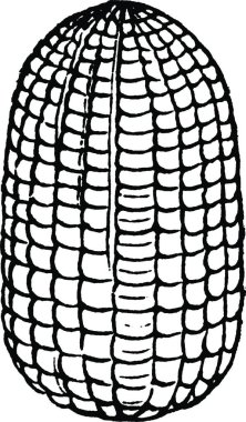 Crambus, oymalı basit vektör illüstrasyonu