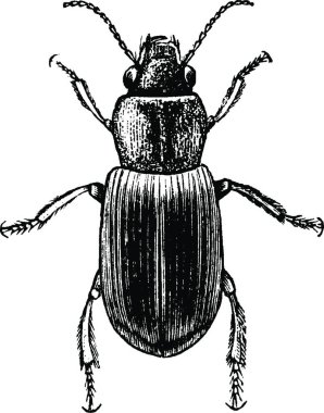 Agonoderus, basit bir vektör çizimi