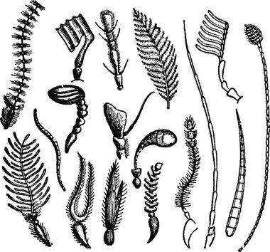 Anten seti, oymalı basit vektör illüstrasyonu