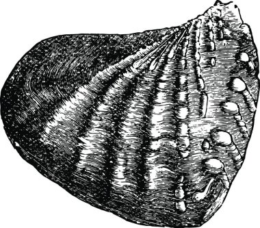 Trigonia, basit vektör çizimi
