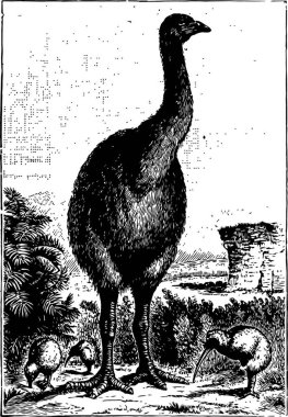 Moa, oymalı basit vektör illüstrasyonu