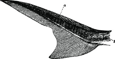 Asepenser, basit vektör illüstrasyonuName