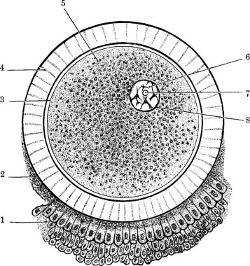 Ovum, basit vektör çizimi