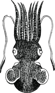 Sepiola, klasik vektör çizimi