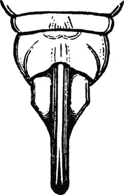 Su Yolcusu, oymalı basit vektör çizimi