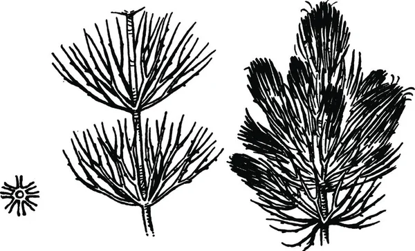 Ceratophyllum Vintage Vetor Ilustração — Vetor de Stock
