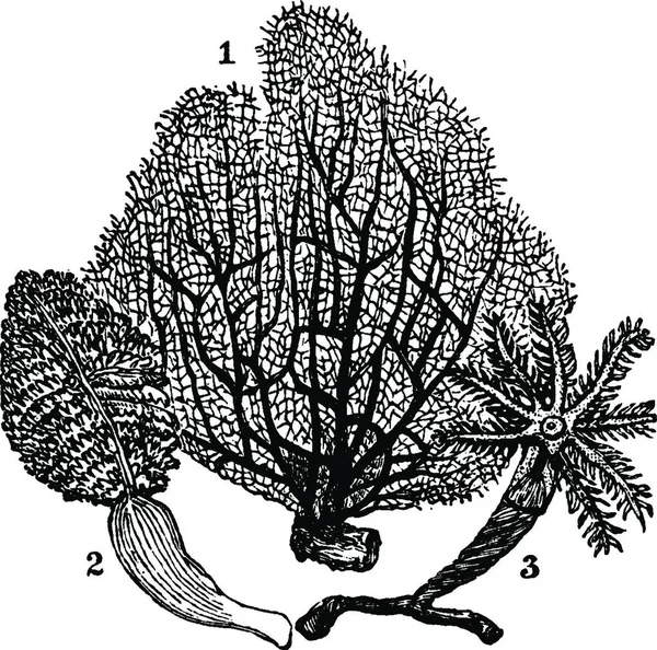 Alcyonaria Винтажные Векторные Иллюстрации — стоковый вектор