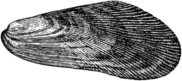 Муссел Вінтаж Векторні Ілюстрації — стоковий вектор