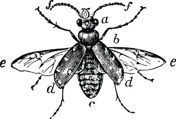 Coleoptera Vintage Vector Illustration — Stock Vector