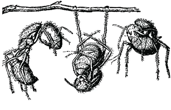 Ants Vintage Vector Illustration — 스톡 벡터