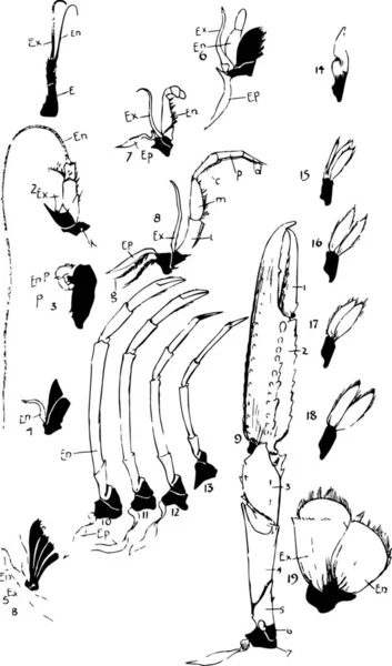 Norge Hummer Appendages Vintage Illustration — Stock vektor