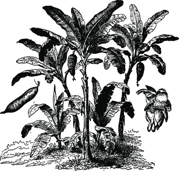 Банановые Пальмы Гравированная Простая Векторная Иллюстрация — стоковый вектор