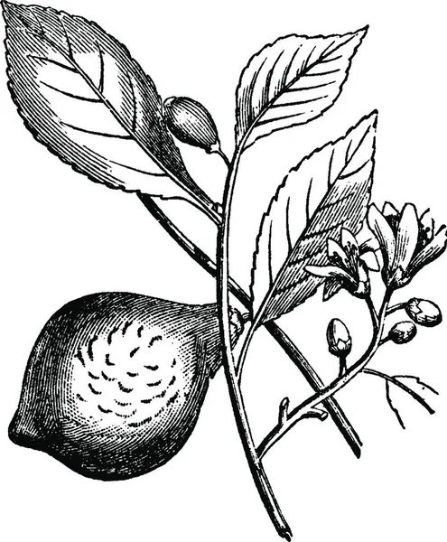 Citron Illustration Vectorielle Simple Gravée — Image vectorielle