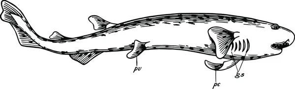 Dogfish Terukir Sederhana Vektor Ilustrasi - Stok Vektor