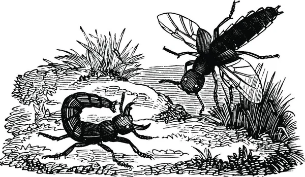 Cócteles Insectos Ilustración Vectorial Simple Grabado — Archivo Imágenes Vectoriales