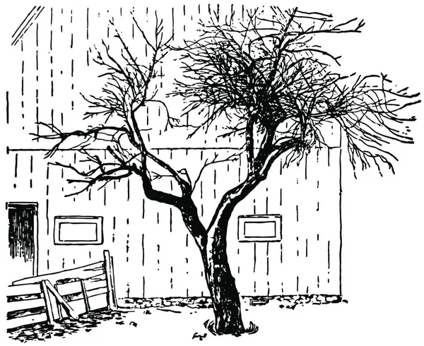 Original Mcintosh Apple Tree Vintage Illustration — 图库矢量图片