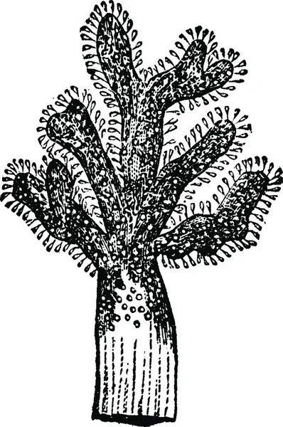 Alcyonium Illustration Vectorielle Simple Gravée — Image vectorielle