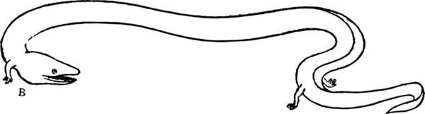Amphiuma Engraved Simple Vector Illustration — Stock Vector