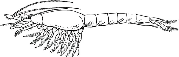 Shrimp Graved Simple Vector Illustration — 스톡 벡터