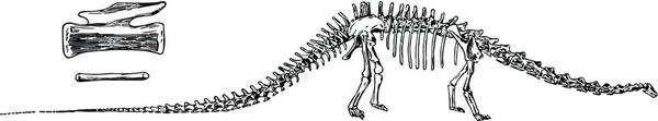 Diplodocus Terukir Gambar Vektor Sederhana - Stok Vektor