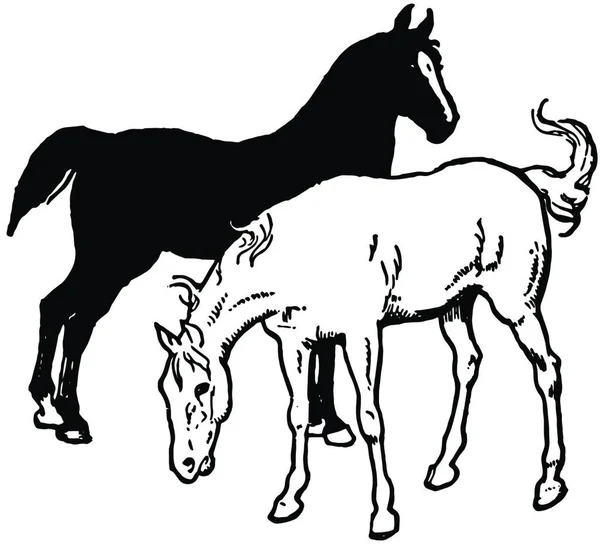 Zwart Witte Paarden Vintage Illustratie — Stockvector