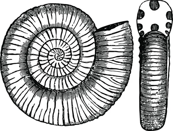 Ammonites Communis Vintage Εικονογράφηση — Διανυσματικό Αρχείο