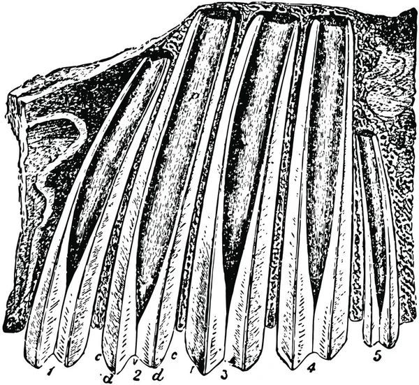 Bovenste Molaire Tanden Van Megatherium Fossiel Skelet — Stockvector