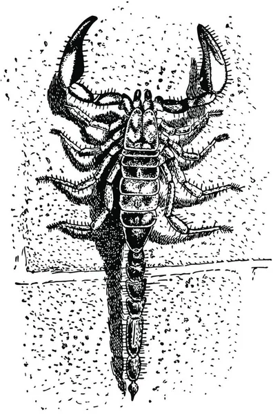 Скорпіон Вигравірувана Проста Векторна Ілюстрація — стоковий вектор