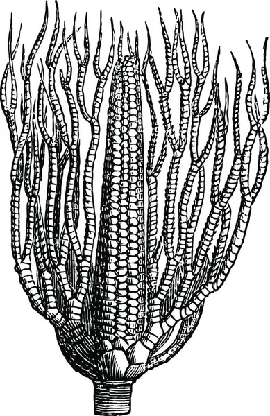 Taxocrinus Illustration Vectorielle Simple Gravée — Image vectorielle