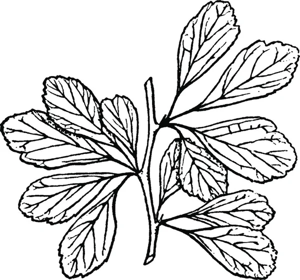 Crataegus Planta Gravada Ilustração Vetorial Simples — Vetor de Stock