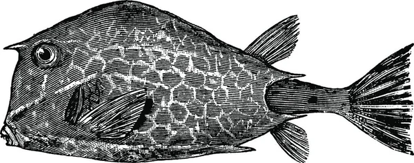 Cowfish Illustration Vectorielle Simple Gravée — Image vectorielle