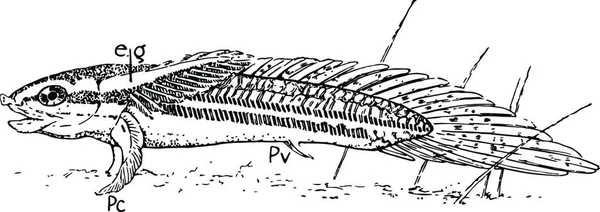 Polypterus Gegraveerde Eenvoudige Vectorillustratie — Stockvector