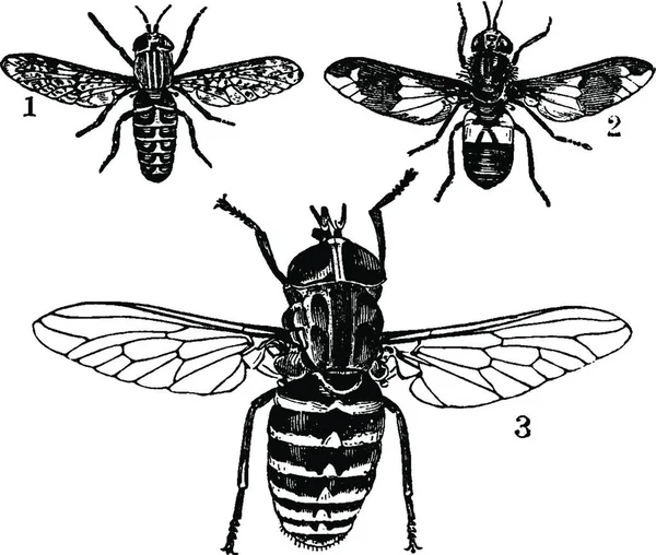 Horseflies Illustration Vectorielle Simple Gravée — Image vectorielle
