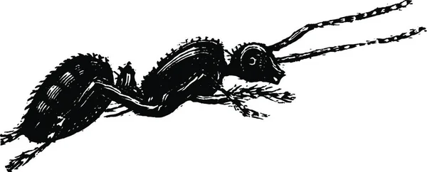 Mrówka Grawerowany Prosty Wektor Ilustracja — Wektor stockowy