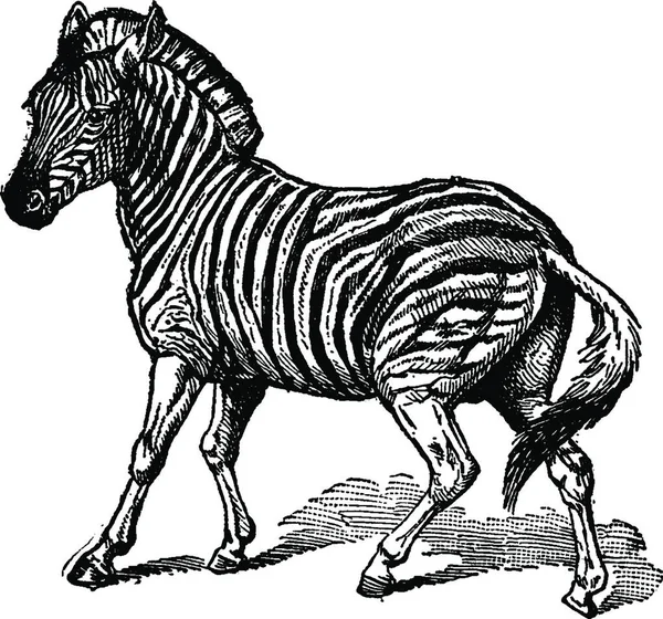 Burchell Zebra Vintage Illustration —  Vetores de Stock