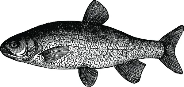 Chub Fish Engraved Simple Vector Illustration — Stock Vector