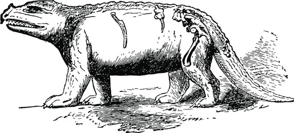 Megalosaurus Graverad Enkel Vektor Illustration — Stock vektor