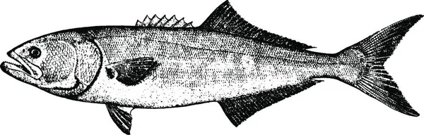 Синяя Рыба Черно Белая Простая Векторная Иллюстрация — стоковый вектор