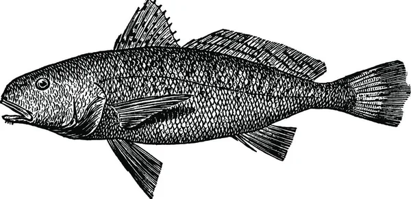 Croaker Fish Black White Simple Vector Illustration — 图库矢量图片