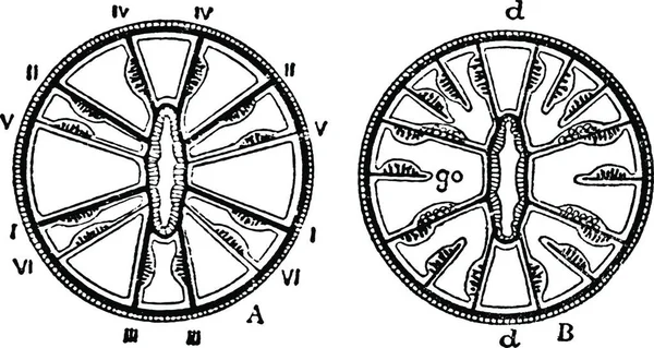 Actinian 単純なベクトル図 — ストックベクタ