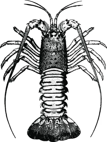 Crawfish Illustration Vectorielle Simple Gravée — Image vectorielle