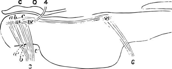 Pons Ilustración Vectorial Simple Grabada — Vector de stock