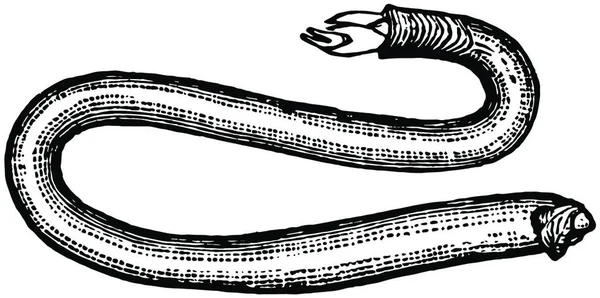 Shipworm Ilustración Vectorial Simple Grabada — Vector de stock